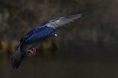 Side view of a bird