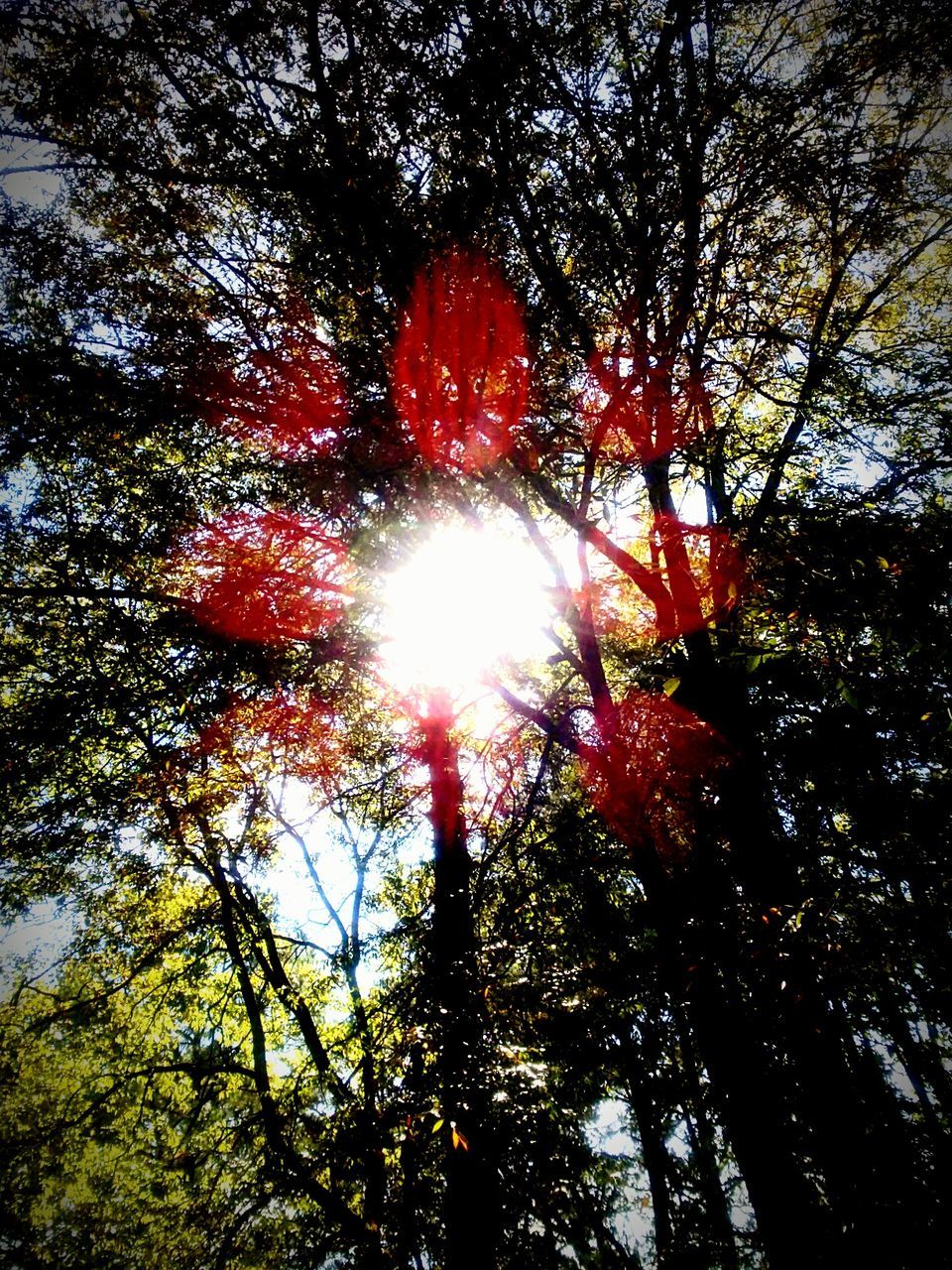 LOW ANGLE VIEW OF TREES AGAINST SKY