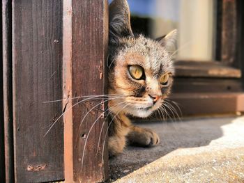 Close-up portrait of a cat