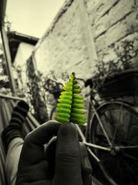 Close-up of hand holding leaf