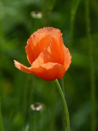 Close-up of orange flower blooming outdoors