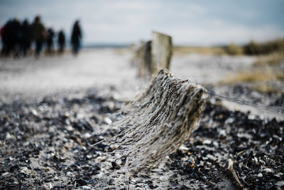 Seawheat over a line on the beach with hiking group in the background