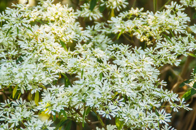 Close-up of white flowering plants
