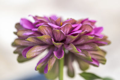 Close-up of purple flowering plant over white background