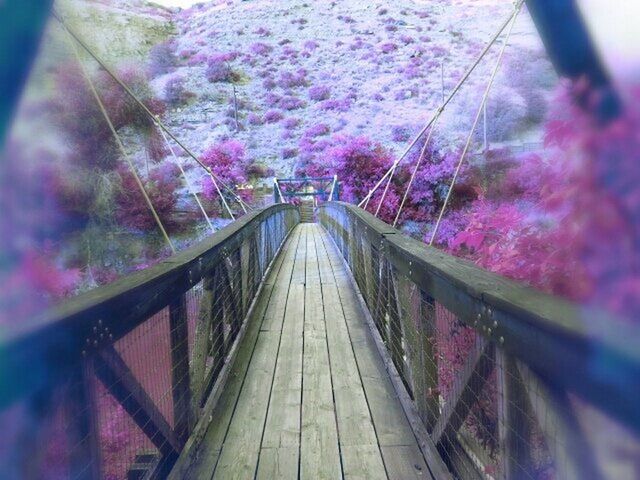 railing, tree, built structure, the way forward, architecture, connection, bridge - man made structure, diminishing perspective, growth, footbridge, day, nature, flower, outdoors, branch, no people, plant, bridge, vanishing point, pink color