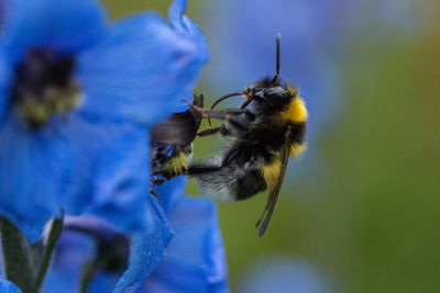 Close-up of bee pollinating on purple flower