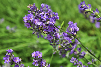 Close-up of purple flowering plants