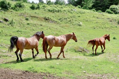 Three brown horses in a pasture