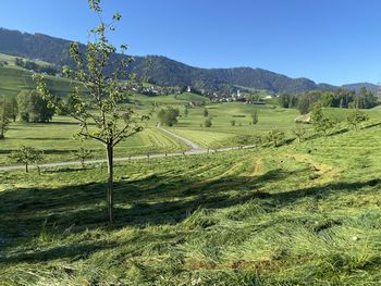 Scenic view of agricultural field against clear sky