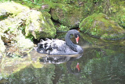 High angle view of ducks swimming on lake