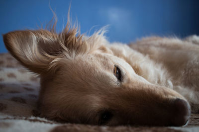 Close-up of a dog resting