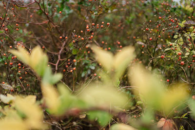 Close-up of fruits on tree