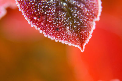 Beautiful red aronia leaves with a frosty edge. morning scenery in the garden. 