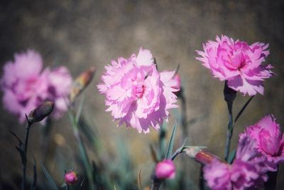 Close-up of pink flowers blooming outdoors