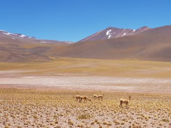 Scenic view of desert against clear sky