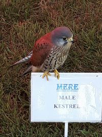 Bird on field