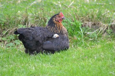 Animal on grassy field