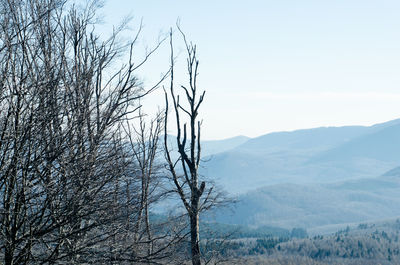 Bare trees on landscape against sky