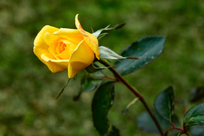 Close-up of yellow rose