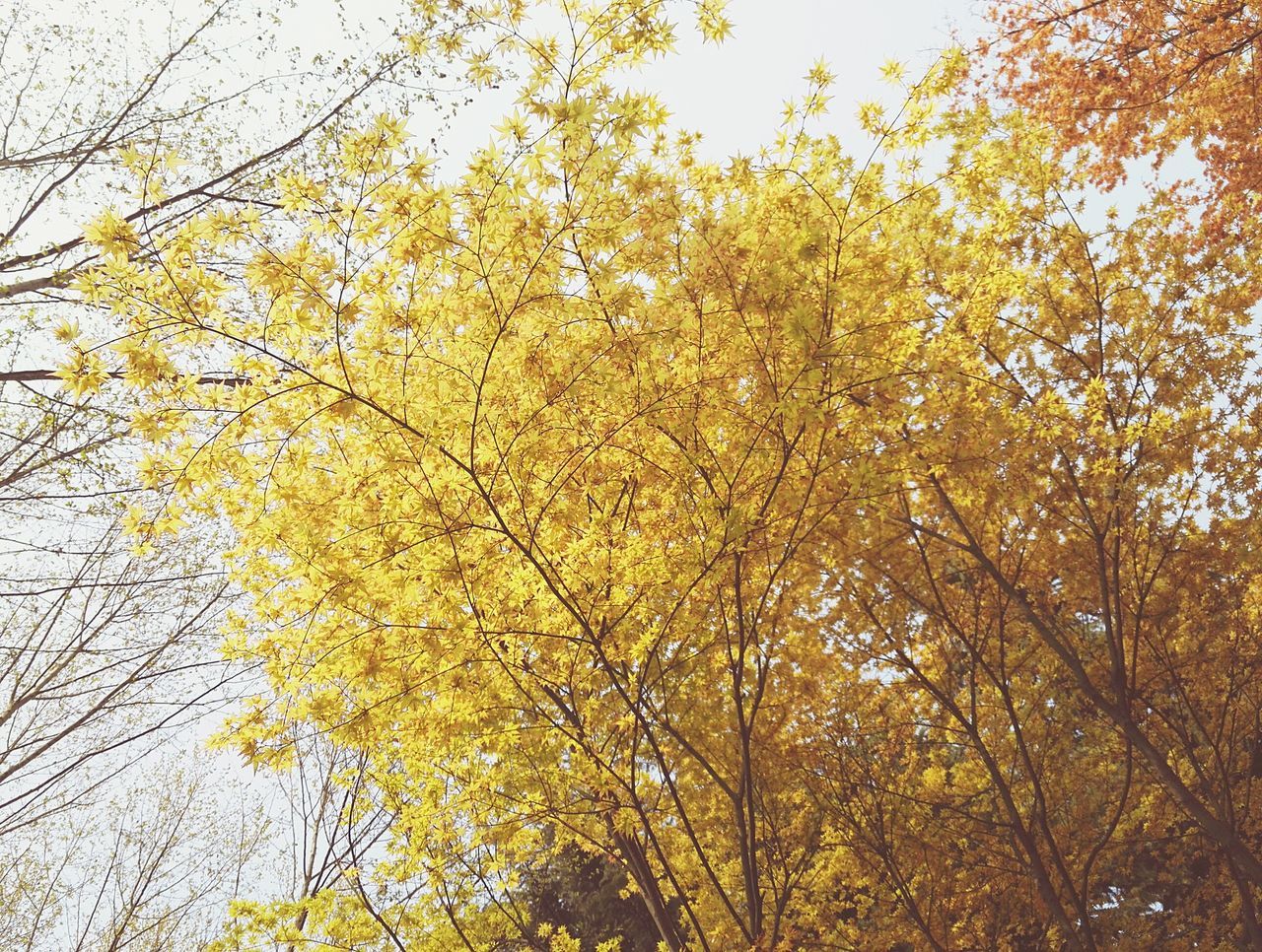 tree, yellow, growth, branch, low angle view, nature, beauty in nature, tranquility, clear sky, sunlight, freshness, day, outdoors, season, no people, flower, growing, sky, scenics, tranquil scene