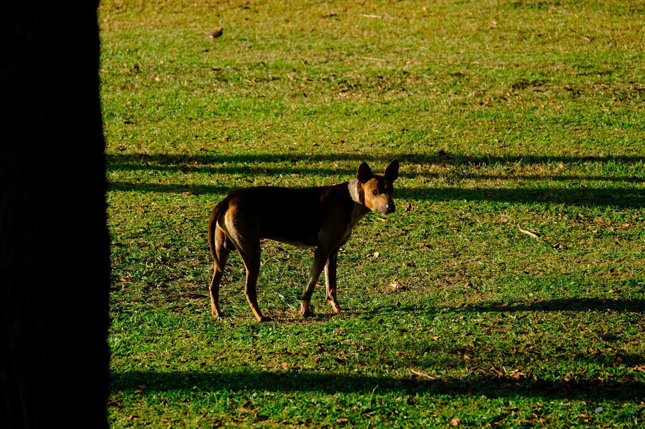 VIEW OF A DOG ON FIELD