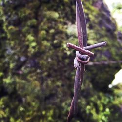 Close-up of metal hanging on tree