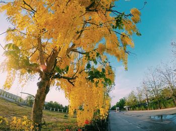 Close-up of autumn tree against sky