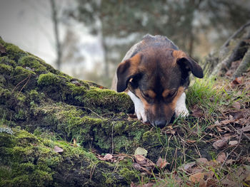 Portrait of dog on field