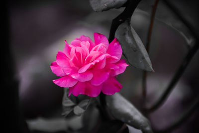 Close-up of pink rose blooming outdoors