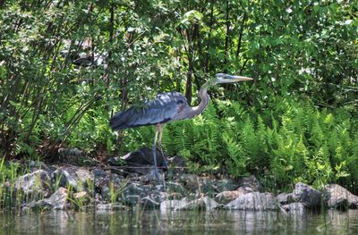 High angle view of gray heron perching on tree by plants