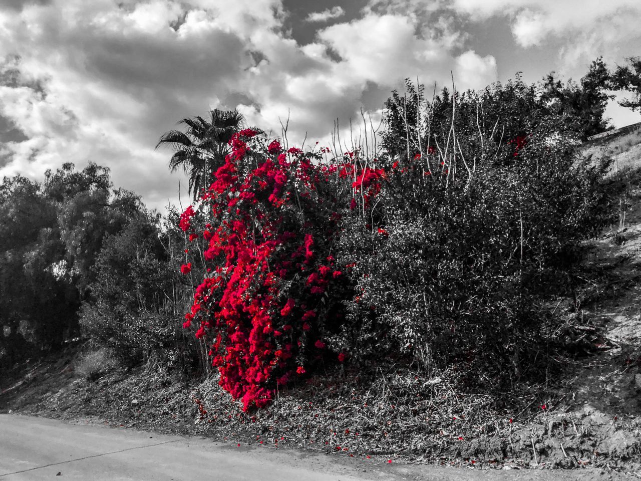 growth, tree, nature, flower, red, cloud - sky, sky, no people, outdoors, plant, beauty in nature, day