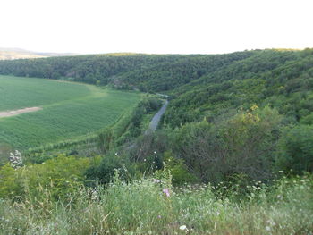 Scenic view of grassy field