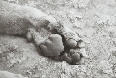 Close-up of dog paw