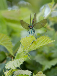 Close-up of dragonfly on leaf