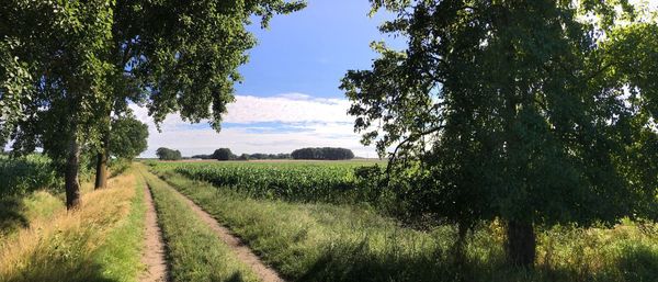 Scenic view of agricultural field against sky