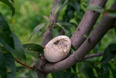 Close-up of cracked egg eith lesling yolk resting on tree bough