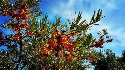 Low angle view of berries on tree against sky