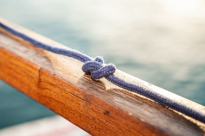 Close-up of lizard on railing