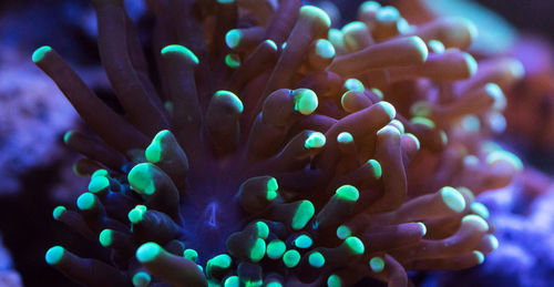 Close-up of coral in sea