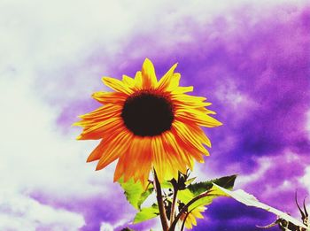 Low angle view of sunflower against clear sky