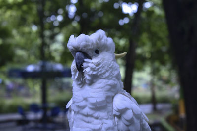 Close-up of a parrot