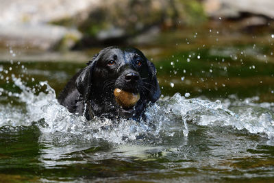 Portrait of a black labrador playing in a river 