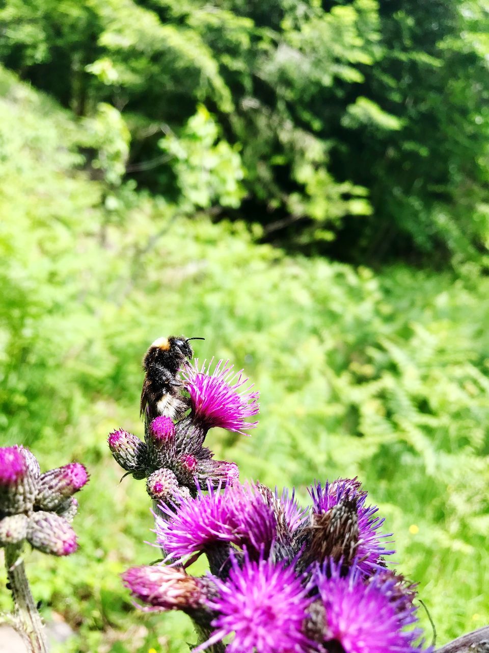 CLOSE-UP OF BEE ON PURPLE FLOWER