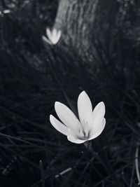 Close-up of flower blooming outdoors