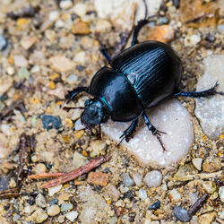 Directly above shot of black beetle on rocks