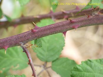Close-up of insect on leaves