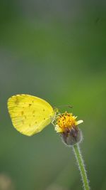 Close-up of butterfly pollinating on yellow flower