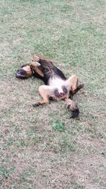 High angle view of dog relaxing on field