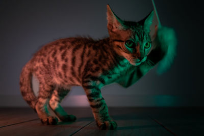 animal