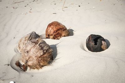 Close-up of crab on sand at beach